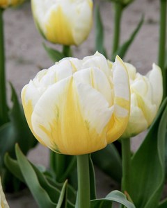 Tulp Flaming Evita-